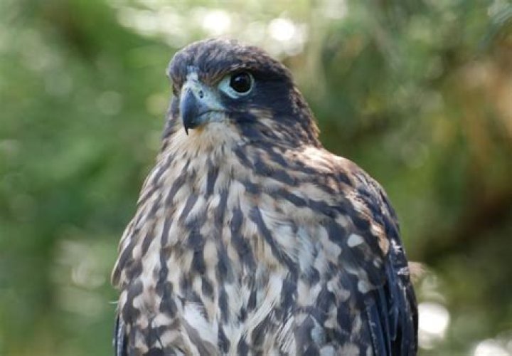 Falco